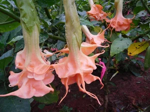 Angels Sunexplosion Brugmansia PLANT — Angel Trumpet Nursery LLC